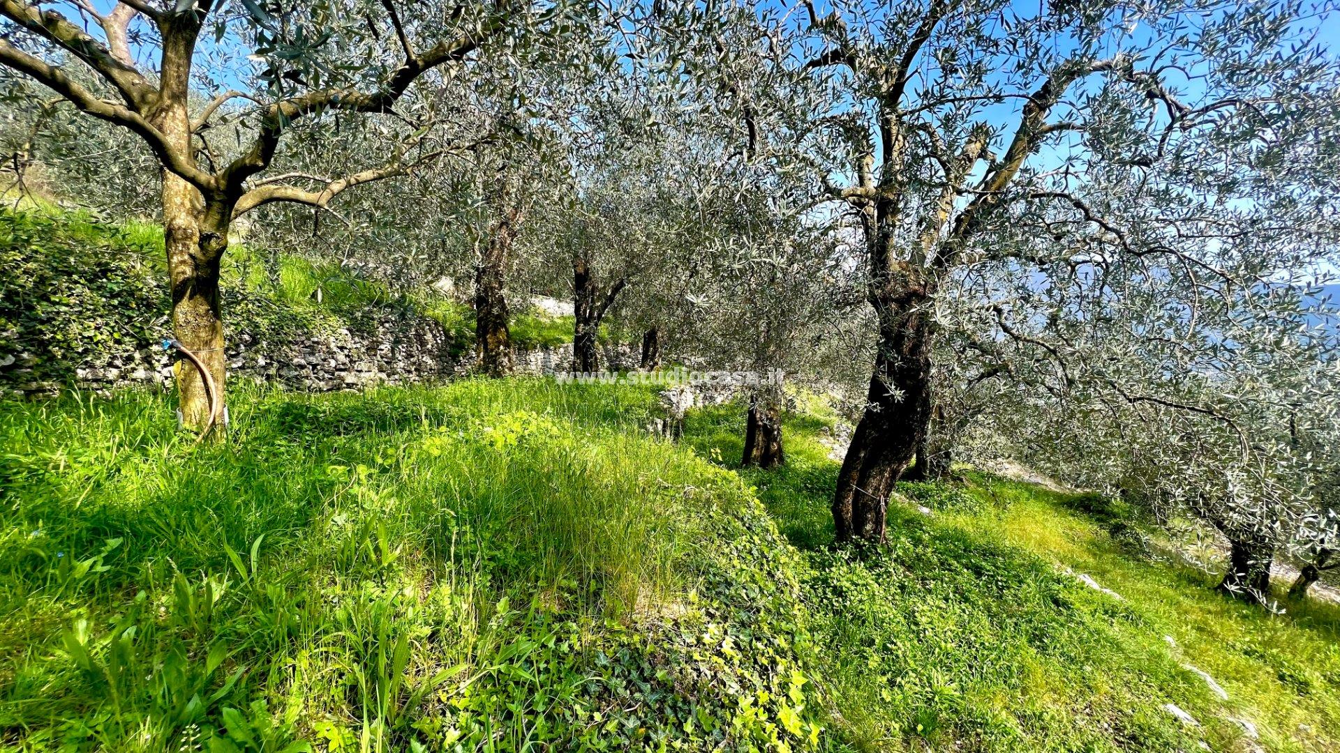 Terreno Agricolo in vendita a Arco