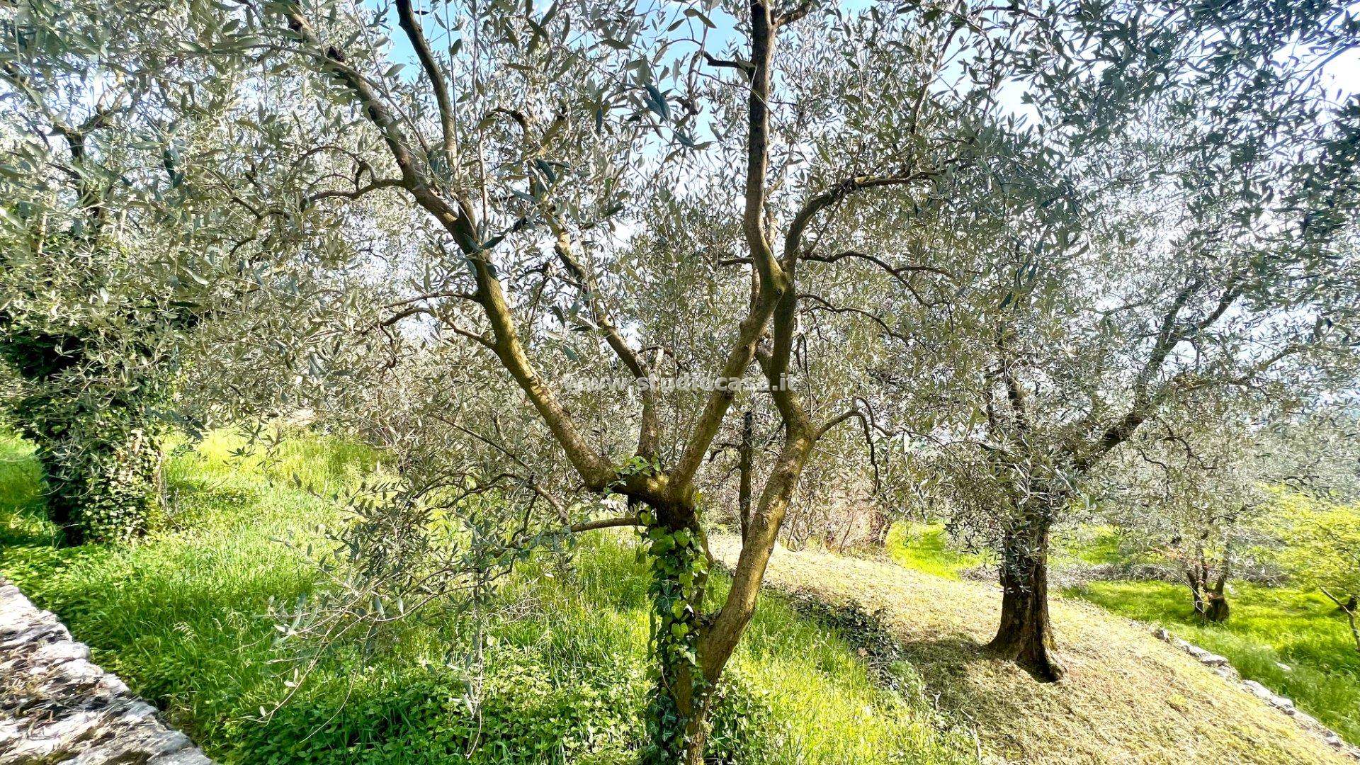 Terreno Agricolo in vendita a Arco