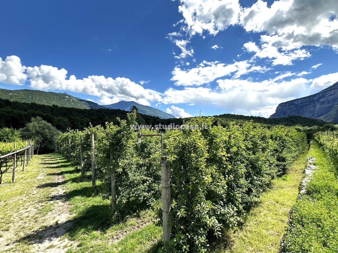 Terreno Agricolo in vendita a Dro