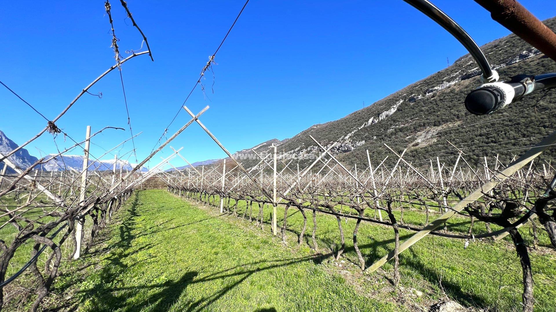 Terreno Agricolo in vendita a Dro