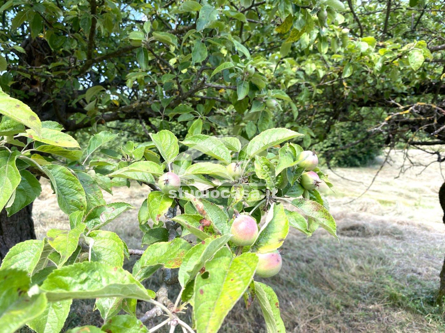 Terreno Agricolo in vendita a Ledro