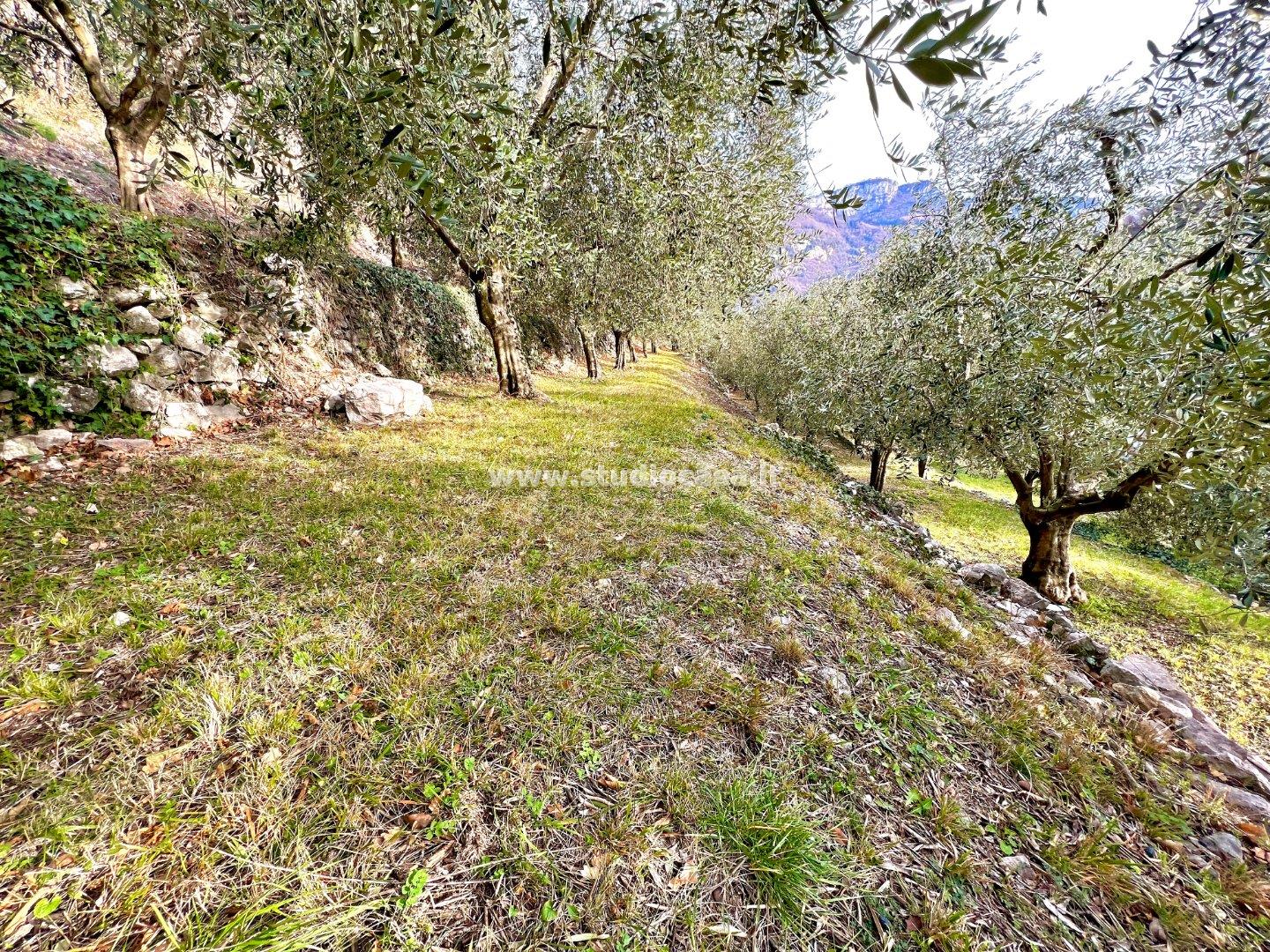 Terreno Agricolo in vendita a Nago-Torbole