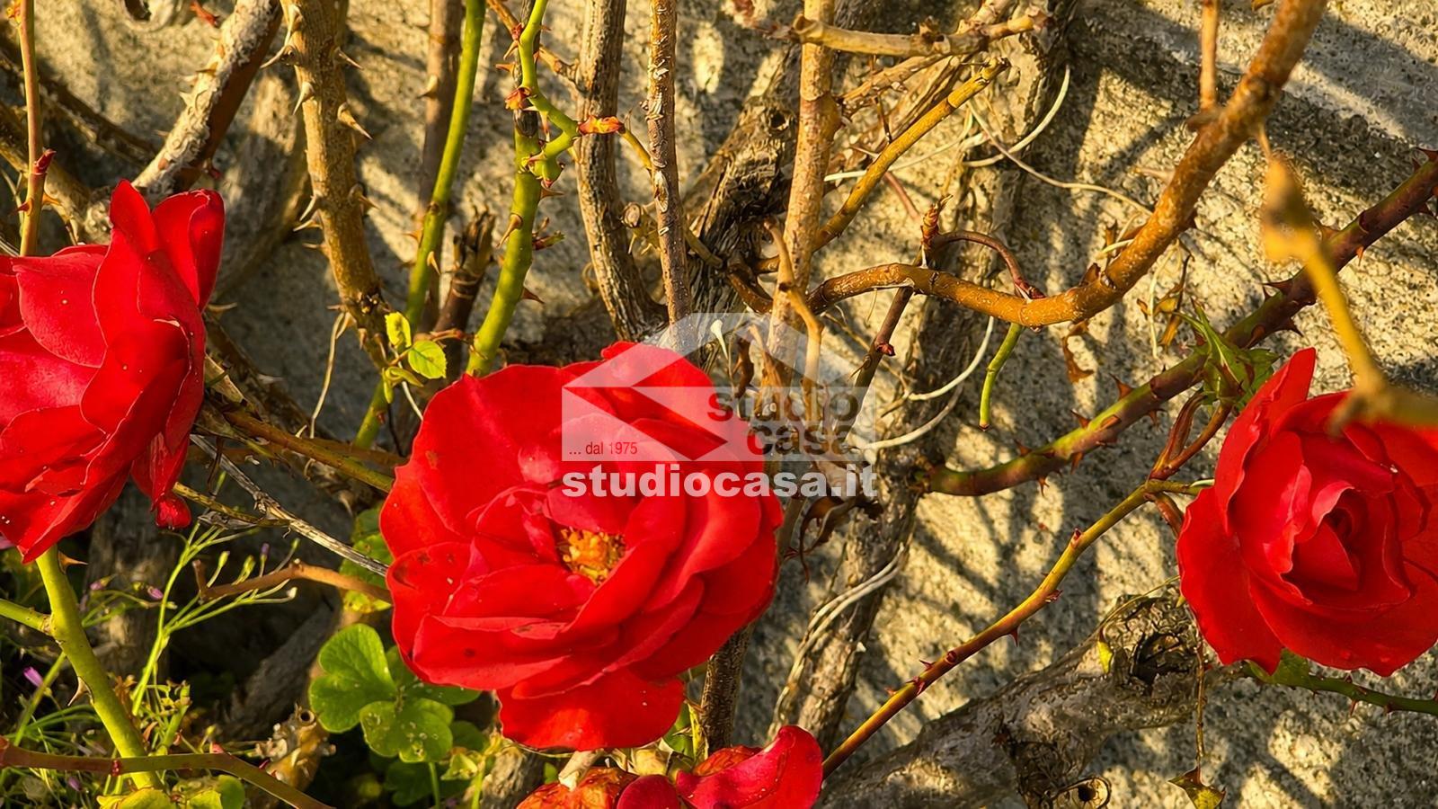 Casa Unifamiliare in vendita a Solto Collina
