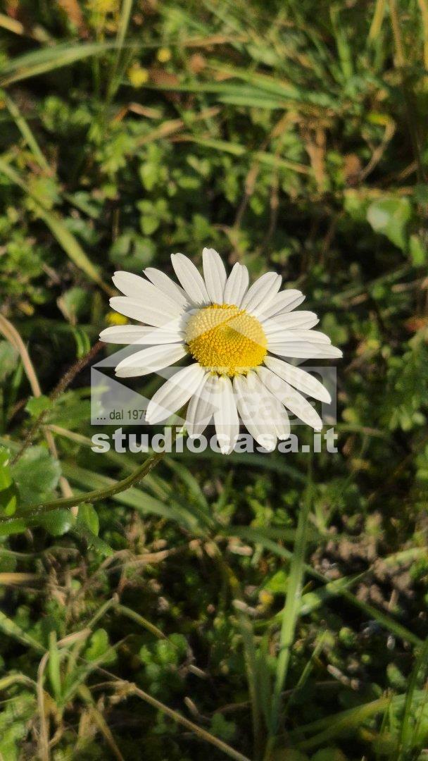 Appartamento in vendita a Riva di Solto