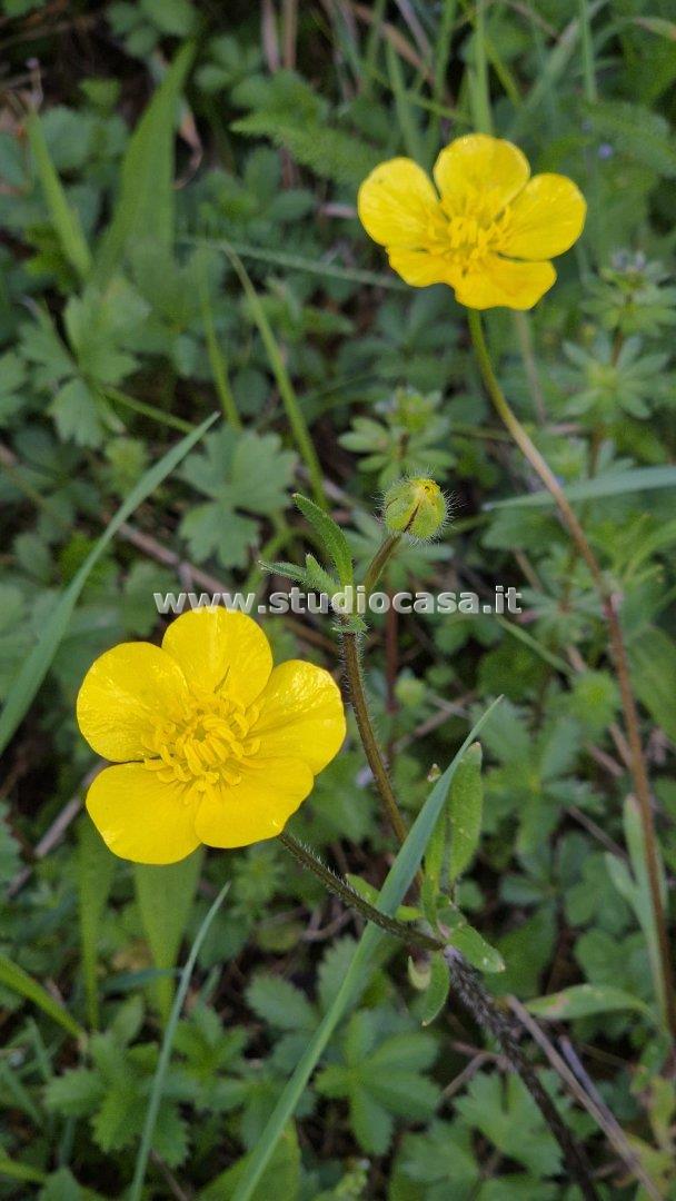 Terreno Agricolo in vendita a Endine Gaiano