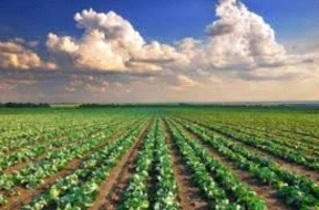 Terreno Agricolo in vendita a Nogaredo