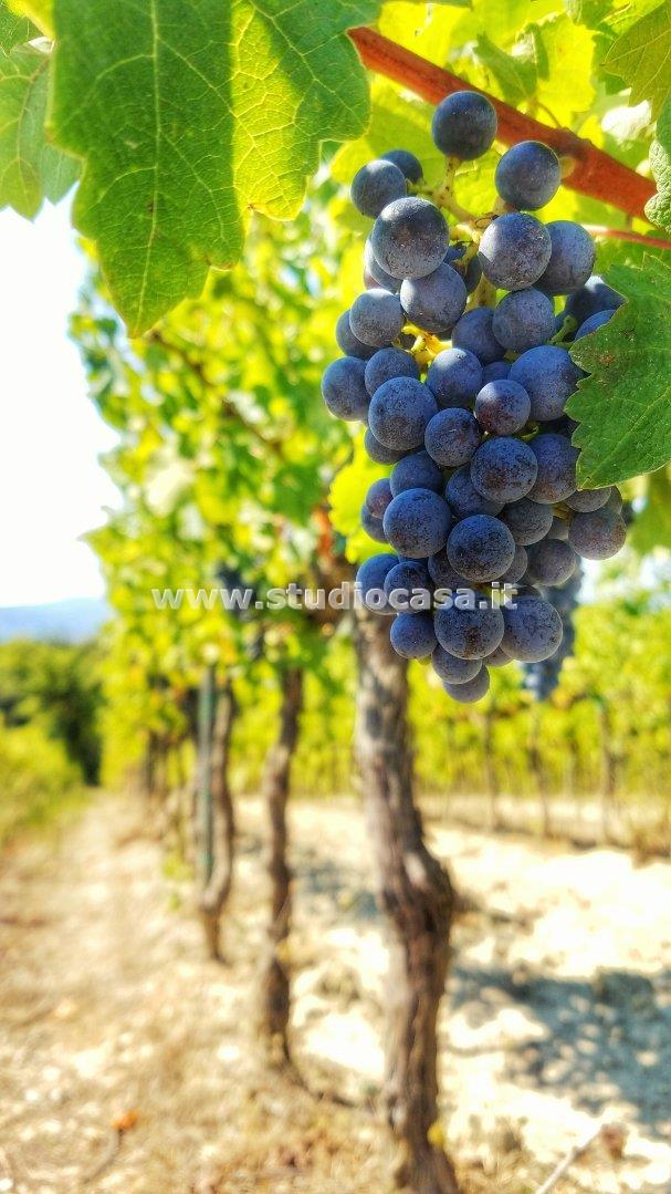 Terreno Agricolo in vendita a Isera