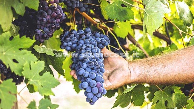 Terreno Agricolo in vendita a Ala