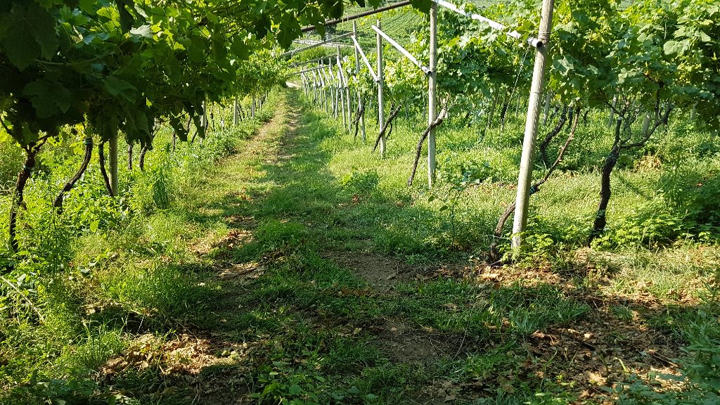 Terreno Agricolo in vendita a Mori