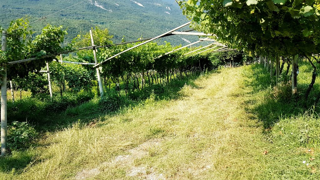 Terreno Agricolo in vendita a Mori