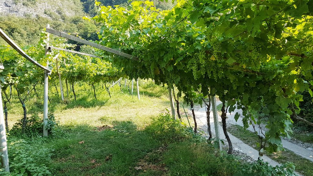 Terreno Agricolo in vendita a Mori