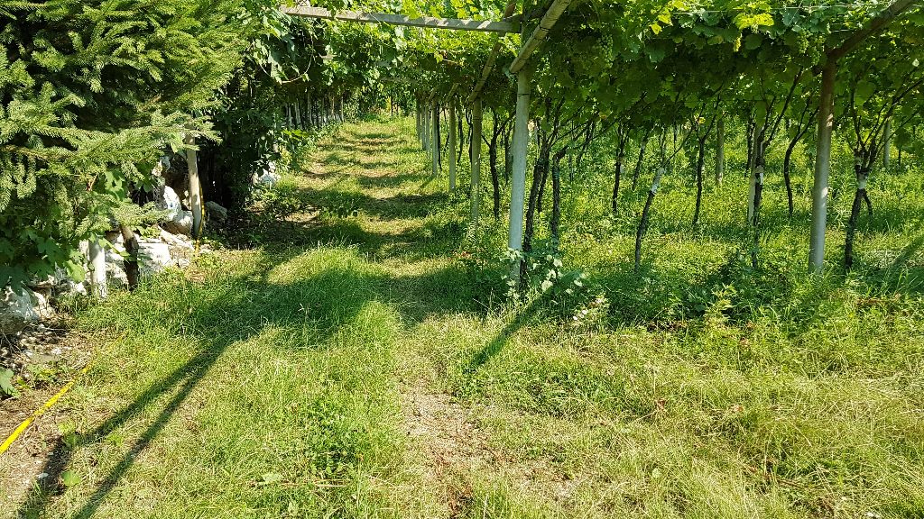 Terreno Agricolo in vendita a Mori