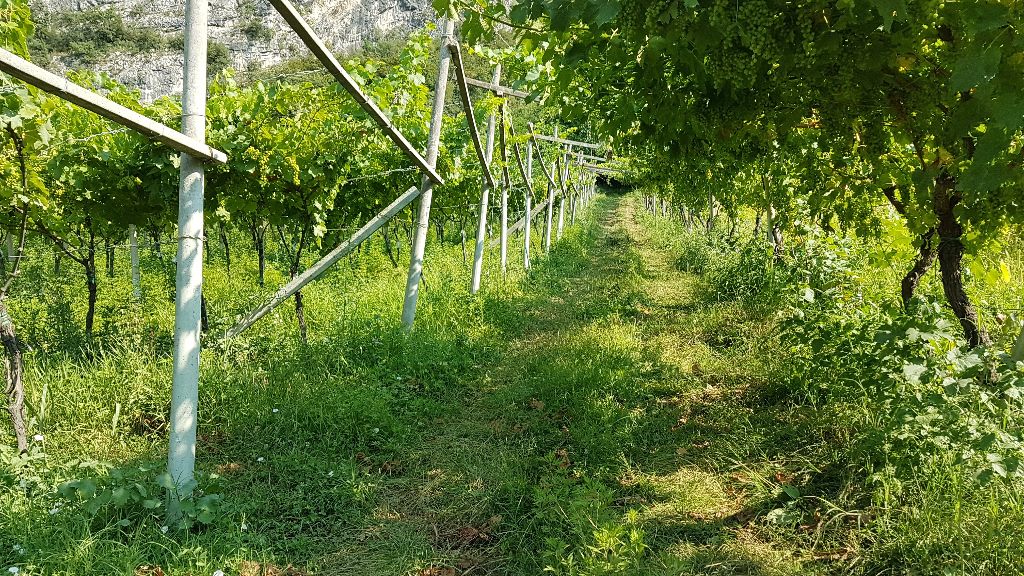 Terreno Agricolo in vendita a Mori