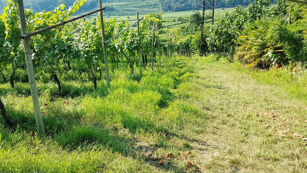 Terreno Agricolo in vendita a Mori