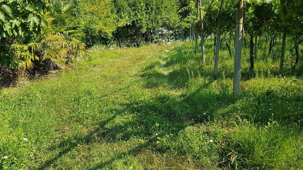 Terreno Agricolo in vendita a Mori