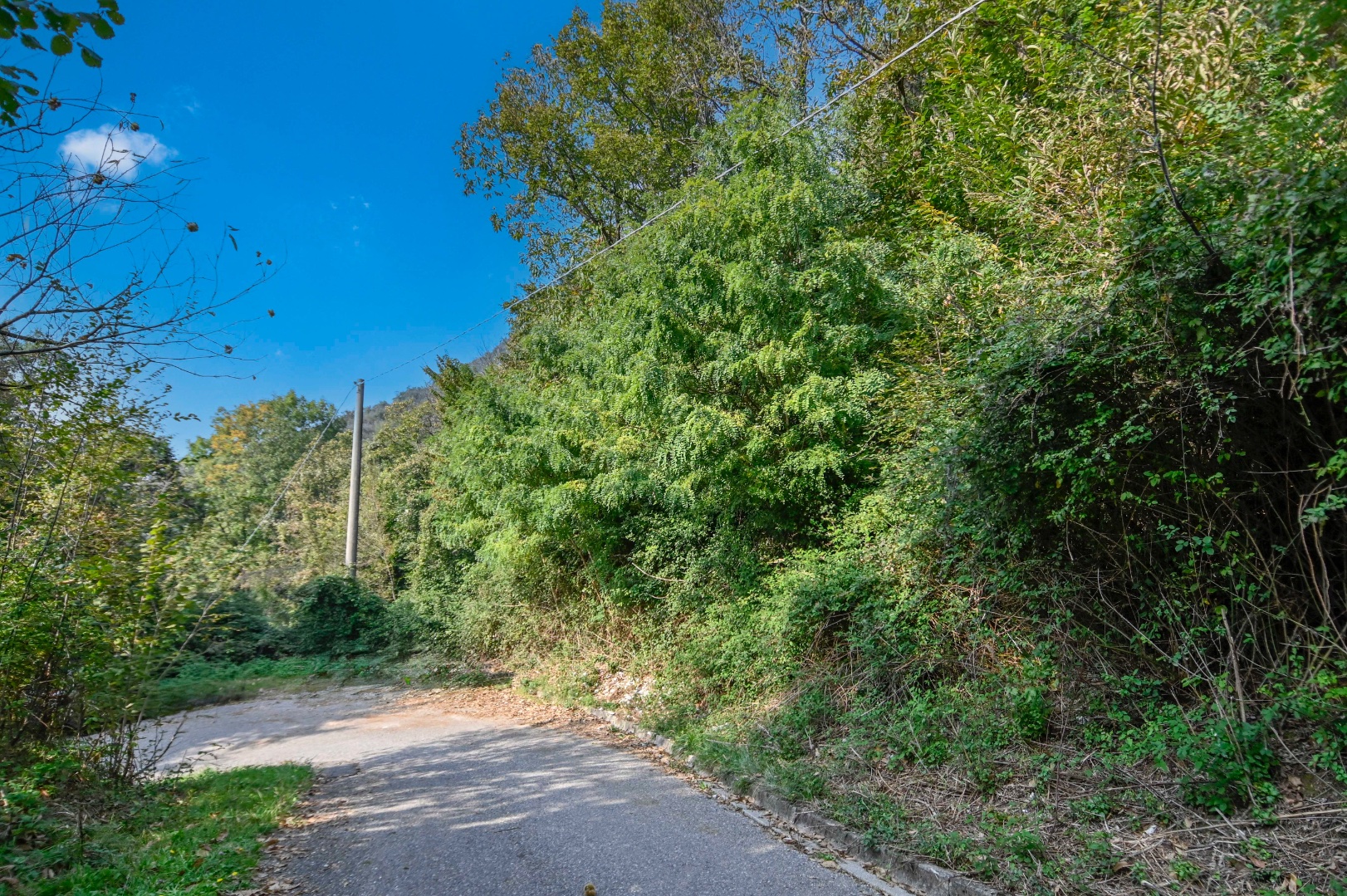 Terreno Boschivo in vendita a Pradalunga